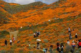 Southern California poppy 'super bloom' visitors told to stay away