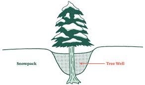 How to Ski or Snowboard in Trees | REI Co-op