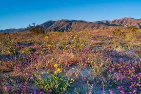 All This Rain Means a Superbloom Is Likely, but So Are the Hordes