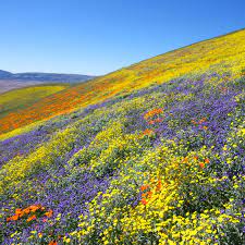 Why California's Super Bloom Is Under Siege | Vogue