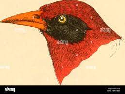 Loxia oryzivora hi-res stock photography and images - Alamy