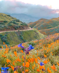 super blooms & desert wildflowers: a field guide
