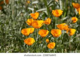 13,218 Super Bloom Images, Stock Photos & Vectors | Shutterstock
