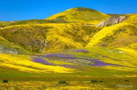 California's super bloom is the best in years, so vibrant it can be seen  from space - The Washington Post