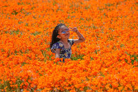 Where to see 'super blooms' of wildflowers in California, Arizona