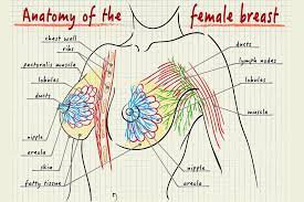 Breastfeeding - human milk and its health benefits for mother and baby