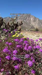 superbloom southern california 2023 locations｜TikTok Search