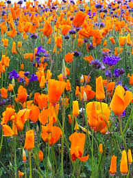 Will We Have A 2023 “Super Bloom”? Here's The Colorful Forecast! –  johnrieber