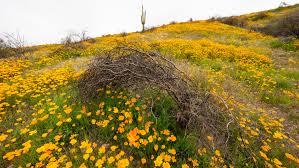 Will there be a superbloom in 2023? Where to see Arizona wildflowers
