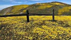 Can we expect another super bloom in California in 2020?