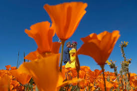 Historic superbloom brings vibrant colors to California's desert - ABC News