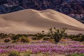 Will 2023 Be A Super Bloom Year in Death Valley? | Discussed… | Flickr