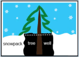 Tree Well fatalities and how to avoid - Powder Canada