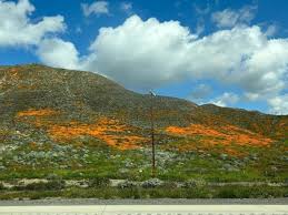 2023 'Super Bloom' Preparations Underway In Lake Elsinore | Lake Elsinore,  CA Patch