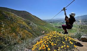 Historic superbloom brings vibrant colors to California's desert - ABC News