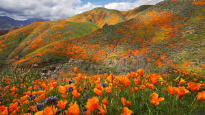 How Will 2023 Compare to the Great California Superbloom of 2019?