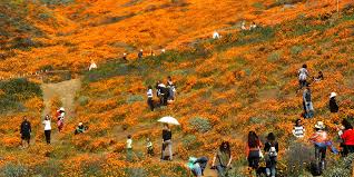 Stunning 'super bloom' of wildflowers draws vast crowds in Southern  California