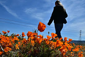PHOTOS: See the wildflower 'superbloom' happening across California : The  Picture Show : NPR