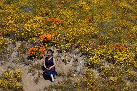 California superbloom 2023