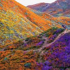 In Photos: California's Wildflower Super Bloom Can be Seen From Space
