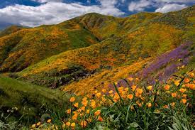 Best Places to See the California Superbloom - Best Alternatives to Walker  Canyon Super Bloom 2023