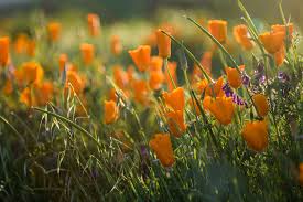 California Super Bloom 2023: The Wildflower Guide