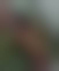 German Nudes Telegram - 47 porn photo