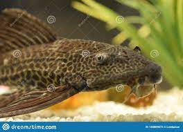 Sail Fin Leopard Pleco Fish Stock Photo - Image of fish, gibbiceps:  148869672
