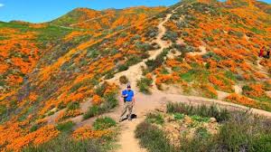 Best Places to See the Super Bloom & Best Time to Go!