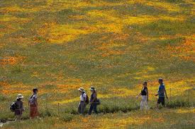 Wet winter gives way to colorful 'Superbloom' in US West | AP News