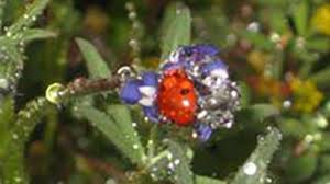 Will Northern California get a superbloom? Where to see wildflowers