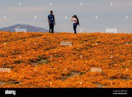 Lancaster, USA. 11th Apr, 2023. A super bloom of California golden poppies  and other wild flowers begins in the Lancaster area of Southern California.  Heavy winter rains soaked the area which helped