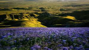 What is a superbloom—and how can you see one responsibly?