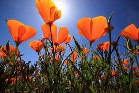 California superbloom emerges in stunning color following extremely wet  winter