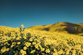 CA Expects Major Superblooms In 2023