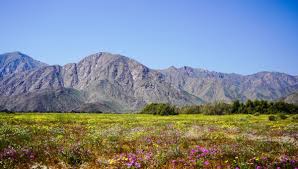 Parts Of California Could See Mesmerizing Superbloom In 2023