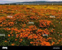Lancaster, USA. 11th Apr, 2023. A super bloom of California golden poppies  and other wild flowers begins in the Lancaster area of Southern California.  Heavy winter rains soaked the area which helped