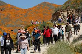 Super bloom' swarms force California city to say no more – Red Bluff Daily  News