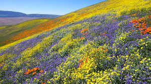 Why California's Super Bloom Is Under Siege | Vogue