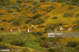 1,529 California Super Bloom Photos and Premium High Res Pictures - Getty  Images