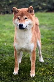 FUDZISAN SHIAKI GYOUHO (KORI) – SamuraiYashiki Kennel