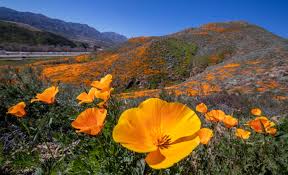 Commentary: Why close the 'super bloom'? Because we can't seem to love  nature without trampling it - Los Angeles Times