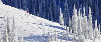 Tree Wells: What Are They? – The Wisconsin Skier