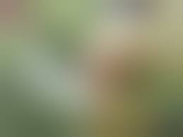 Kurzer Fick im Gebüsch ! • Free Porno Video Gram, XXX Sex Tube