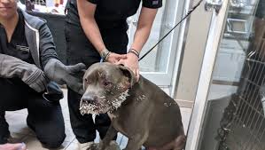 Pit bull meets porcupine