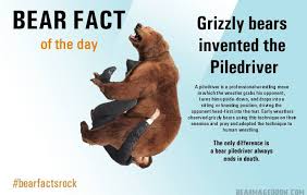 Bear Fact: Bears Invented the Piledriver