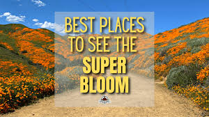 Best Places to See the Super Bloom & Best Time to Go!