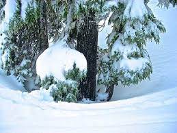 Recent tree well death highlights snow country hazard - Nugget News