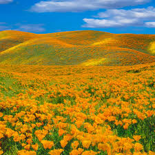 The Super Bloom Is Returning to California. One City Has a Plan to Curb the  Selfie Seekers. - Outside Online