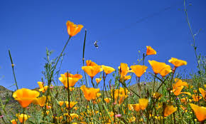 Where to see 'super blooms' of wildflowers in California, Arizona